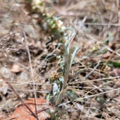 Gamochaeta sp. (Cudweed) at Justice Robert Hope Reserve (JRH) - 10 Nov 2023 by abread111