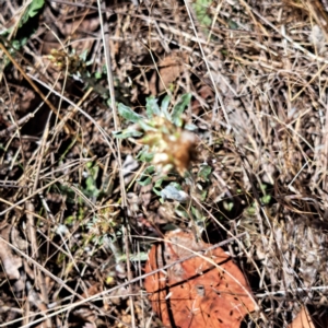 Gamochaeta sp. at Justice Robert Hope Reserve (JRH) - 10 Nov 2023