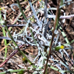 Senecio quadridentatus at Justice Robert Hope Reserve (JRH) - 10 Nov 2023