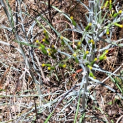 Senecio quadridentatus at Justice Robert Hope Reserve (JRH) - 10 Nov 2023