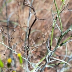 Senecio quadridentatus at Justice Robert Hope Reserve (JRH) - 10 Nov 2023