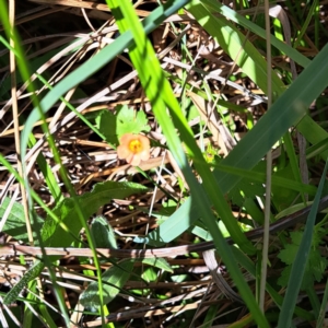 Modiola caroliniana at Justice Robert Hope Reserve (JRH) - 10 Nov 2023 11:44 AM