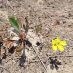 Goodenia hederacea subsp. hederacea (Ivy Goodenia, Forest Goodenia) at Mount Taylor - 11 Nov 2023 by MatthewFrawley