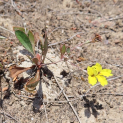 Goodenia hederacea subsp. hederacea (Ivy Goodenia, Forest Goodenia) at Tuggeranong, ACT - 11 Nov 2023 by MatthewFrawley