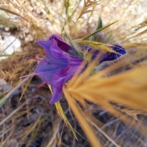 Echium plantagineum at Justice Robert Hope Reserve (JRH) - 10 Nov 2023