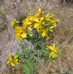 Hypericum perforatum (St John's Wort) at Tuggeranong, ACT - 11 Nov 2023 by MatthewFrawley