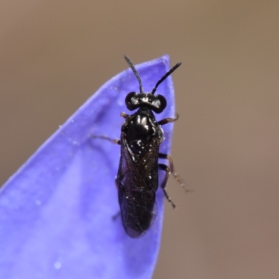 Eurys sp. (genus) (Eurys sawfly) at Jerrabomberra, NSW - 7 Nov 2023 by DianneClarke