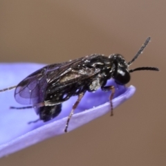 Eurys sp. (genus) at Mount Jerrabomberra - 7 Nov 2023