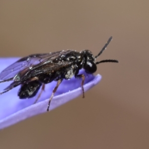 Eurys sp. (genus) at Mount Jerrabomberra - 7 Nov 2023