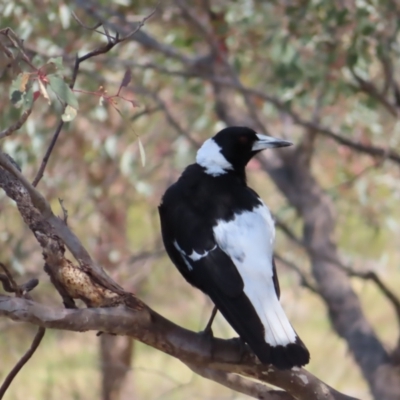 Gymnorhina tibicen (Australian Magpie) at Mount Taylor - 11 Nov 2023 by MatthewFrawley