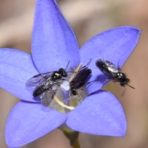 Eurys sp. (genus) at Mount Jerrabomberra - 7 Nov 2023 11:54 AM