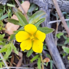 Ludwigia peploides subsp. montevidensis (Water Primrose) at Watson Woodlands - 10 Nov 2023 by abread111