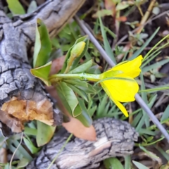 Ludwigia peploides subsp. montevidensis at Justice Robert Hope Reserve (JRH) - 10 Nov 2023