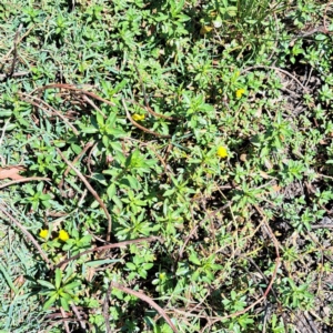 Ludwigia peploides subsp. montevidensis at Justice Robert Hope Reserve (JRH) - 10 Nov 2023