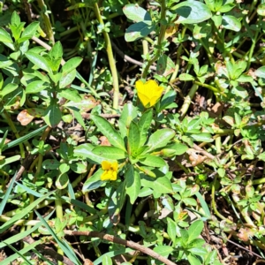 Ludwigia peploides subsp. montevidensis at Justice Robert Hope Reserve (JRH) - 10 Nov 2023