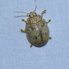 Paropsis charybdis (Eucalyptus leaf beetle) at Jerrabomberra, NSW - 11 Nov 2023 by SteveBorkowskis