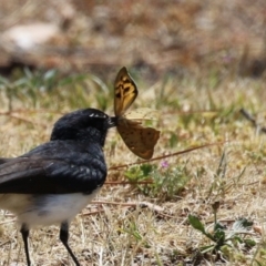 Heteronympha merope (Common Brown Butterfly) at Coombs Ponds - 11 Nov 2023 by RodDeb