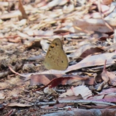 Heteronympha merope at Coombs Ponds - 11 Nov 2023