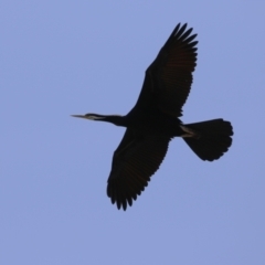 Anhinga novaehollandiae (Australasian Darter) at Molonglo, ACT - 11 Nov 2023 by RodDeb