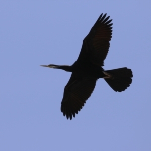 Anhinga novaehollandiae at Coombs Ponds - 11 Nov 2023 11:26 AM