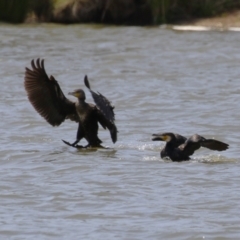 Phalacrocorax carbo (Great Cormorant) at Coombs, ACT - 11 Nov 2023 by RodDeb