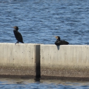 Phalacrocorax carbo at Coombs Ponds - 11 Nov 2023