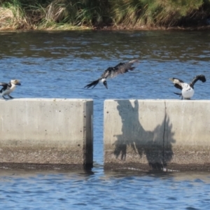 Microcarbo melanoleucos at Coombs Ponds - 11 Nov 2023