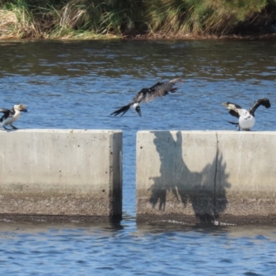 Microcarbo melanoleucos (Little Pied Cormorant) at Coombs Ponds - 11 Nov 2023 by RodDeb