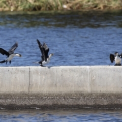 Microcarbo melanoleucos at Coombs Ponds - 11 Nov 2023