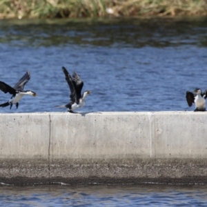 Microcarbo melanoleucos at Coombs Ponds - 11 Nov 2023