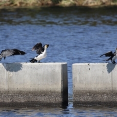 Microcarbo melanoleucos at Coombs Ponds - 11 Nov 2023