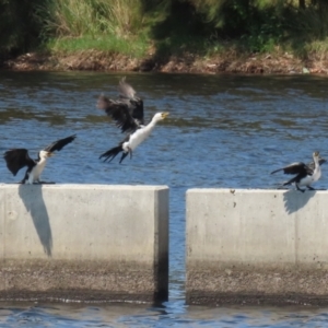 Microcarbo melanoleucos at Coombs Ponds - 11 Nov 2023