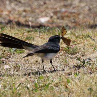 Rhipidura leucophrys (Willie Wagtail) at Coombs Ponds - 11 Nov 2023 by RodDeb