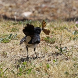 Rhipidura leucophrys at Coombs Ponds - 11 Nov 2023 11:50 AM