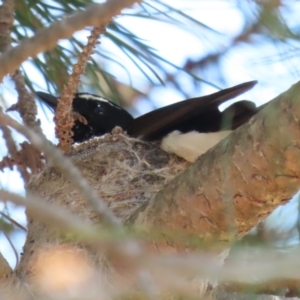 Rhipidura leucophrys at Coombs Ponds - 11 Nov 2023 11:50 AM