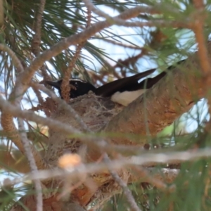 Rhipidura leucophrys at Coombs Ponds - 11 Nov 2023 11:50 AM