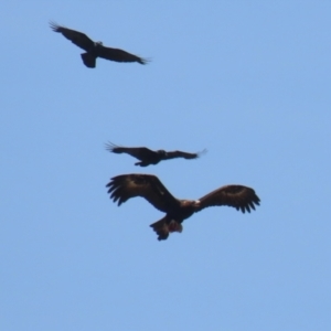 Aquila audax at Coombs Ponds - 11 Nov 2023