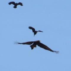 Aquila audax at Coombs Ponds - 11 Nov 2023