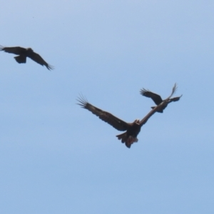 Aquila audax at Coombs Ponds - 11 Nov 2023