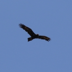 Aquila audax at Coombs Ponds - 11 Nov 2023