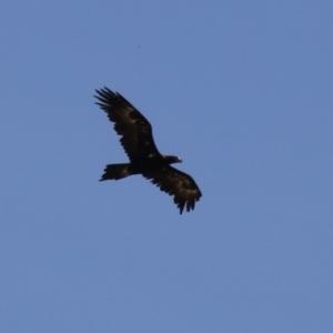 Aquila audax at Coombs Ponds - 11 Nov 2023