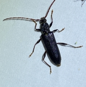 Callidiopis scutellaris at QPRC LGA - 11 Nov 2023