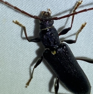 Callidiopis scutellaris at QPRC LGA - 11 Nov 2023