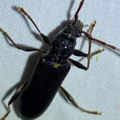 Callidiopis scutellaris at QPRC LGA - 11 Nov 2023