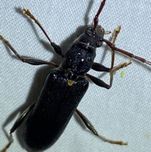 Callidiopis scutellaris at QPRC LGA - 11 Nov 2023