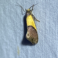 Eulechria heliophanes (A Concealer moth) at Jerrabomberra, NSW - 11 Nov 2023 by SteveBorkowskis
