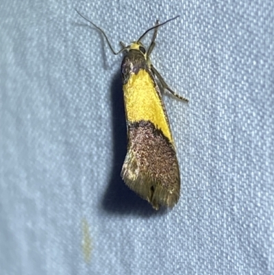 Eulechria heliophanes (A Concealer moth) by SteveBorkowskis
