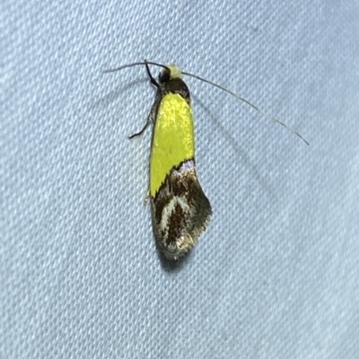 Edosa xystidophora (Tineid moth) at Jerrabomberra, NSW - 11 Nov 2023 by SteveBorkowskis