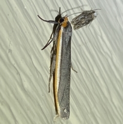 Palaeosia bicosta (Two-ribbed Footman) at Jerrabomberra, NSW - 11 Nov 2023 by SteveBorkowskis