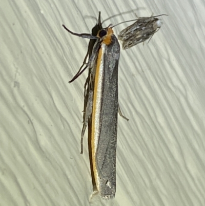 Palaeosia bicosta (Two-ribbed Footman) at Jerrabomberra, NSW - 11 Nov 2023 by SteveBorkowskis